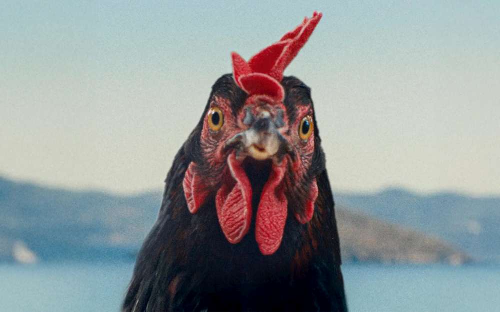 Hen - Storia di una gallina
